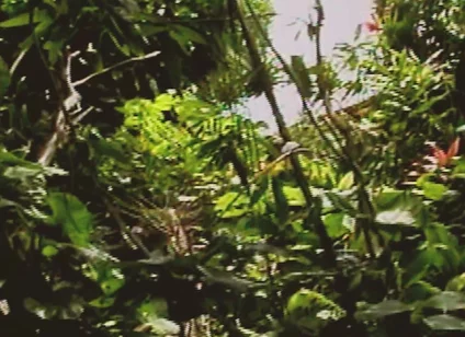 Gay Island Scene-2_two Muscular Gay Men Fucking Hard in the Jungle