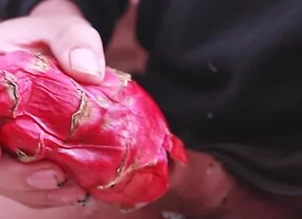 I Was So Horny I Used A Dragon Fruit To Jerk Off And Then Took A Long Piss