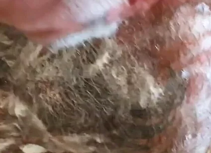 Still Dirty