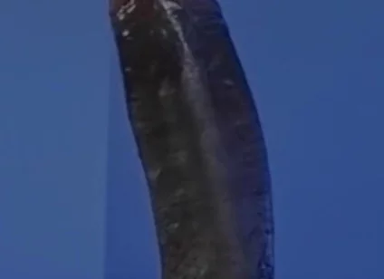 Sucking a Huge Black Cock in a Glory Hole