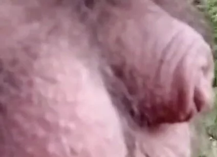 Pissing in the Woods