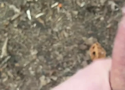 Solo Jerking off