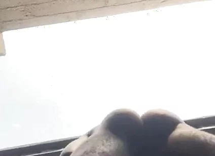 Doggy Bareback Below View