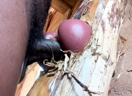 Ass Is Very Sweet in My Prison Room