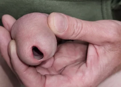 Urethral Toys and Gaping Pee Hole While Urinating