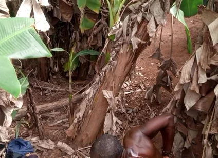 The Valentine Have Leash One Plantain Most Dick Hole