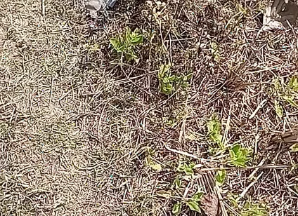 Outdoor Fucking Anal and Pussy Gay Boy