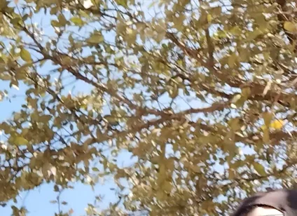 Me in the Park Alone Giving Pleasure to Till I Get Milk