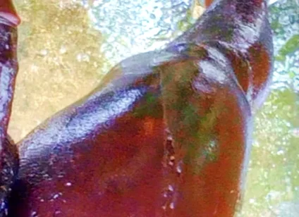 A Huge Dick Ready for Your Ass and Pussy
