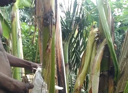 Man All Alone in the Forest and Make the Plantain Tree Is Wife and Fuck on It