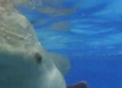 Indoor Public Pool Solo Uncut Nude Fit Man Swimming