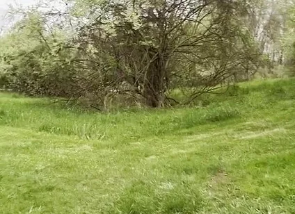 Jockstrap Park Tease: Muscular Asian Hunk Flexes, Fucks the Grass & Explodes in Cum
