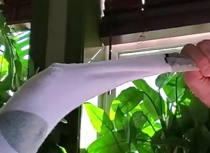 Bear Jerks off in White Sox with Some Help From BBC