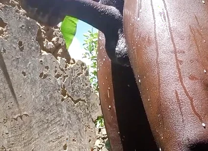 Teenfidelity Sexy Black Man Masturbating with High Intensity to Cum