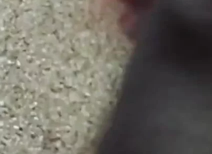 Lungi Hariy Cock Cum Licking Show