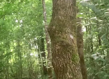 Once Again in the Forest