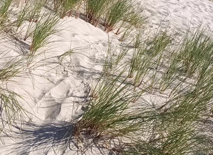 Hot Dilf Nude Beach Big Cock Showing off in the Dunes - Rockardglans