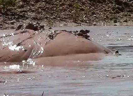 Deep, Creamy Brown Mud Bath in a Sand Pit
