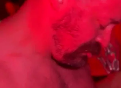 Bear Cruises the Dark Rooms