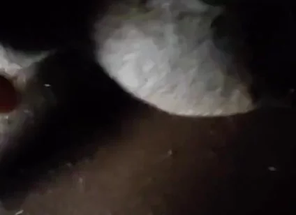 Spit on Your Genitals and Move and Ejaculate