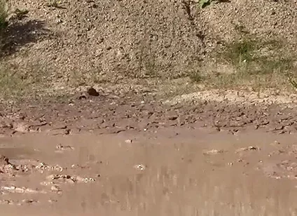 A Great Mud Adventure