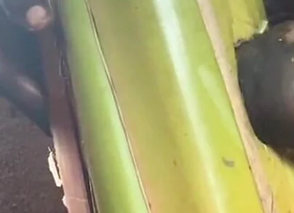 Best Plantain Tree Fucking Cumin Amateur