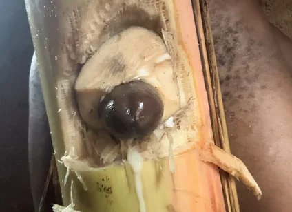 Best Plantain Tree Fucking Cumin Amateur