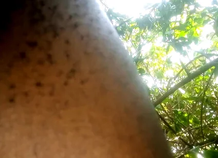 Travel bush