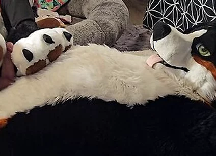 Pawslut Puppy Gets Back To Back Pawjobs With Massive 2nd Cumshot At The End