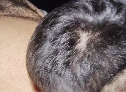 Suck My Fat Pig's Dick