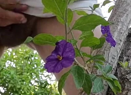Watch Me Jerking off Outdoors While Hiding Behind a Tree