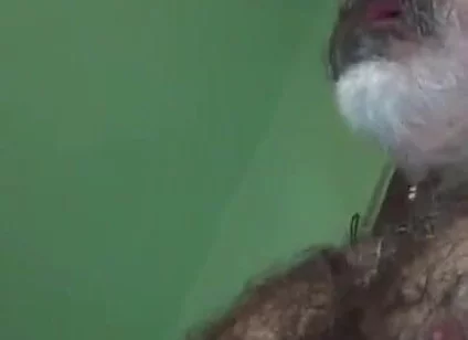 Loboibérico & Daddy Chris Barebacks a Fag