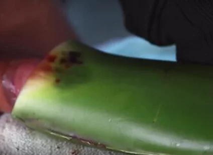 Jerking Off With Aloe Vera Ultil I Nut A Thick Load